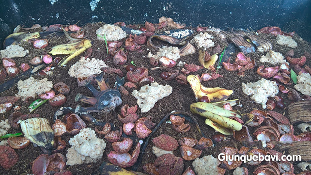 giun quế để làm gì_6