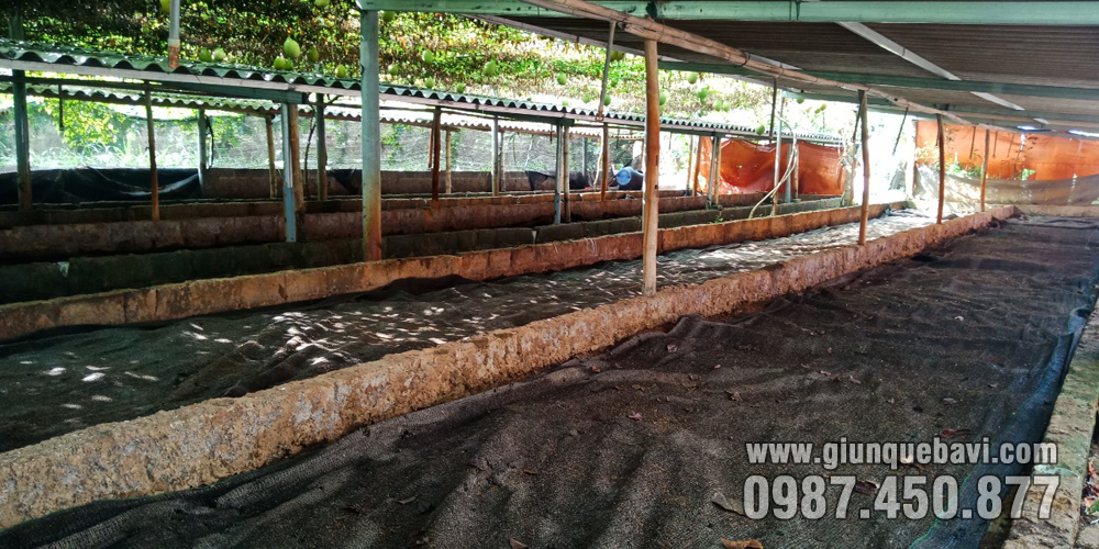 Trại giun quế Ba Vì