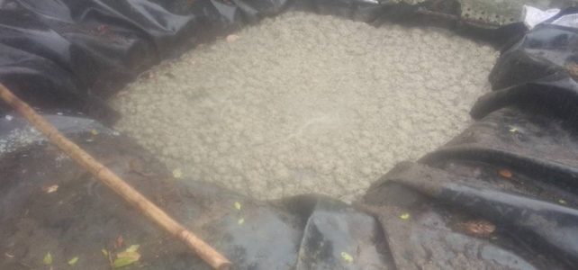 Chuẩn bị thức ăn cho giun quế Chuẩn bị thức ăn cho giun quế