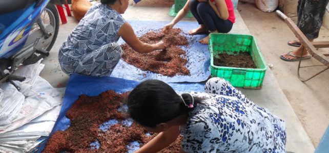 Kỹ thuật thu hoạch giun quế Kỹ thuật thu hoạch giun quế