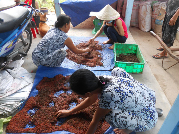 Giun quế giống thu hoạch