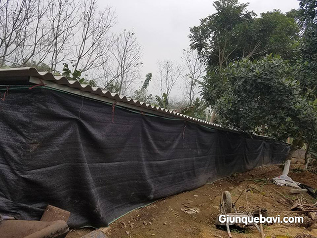 địa chỉ bán giun giống