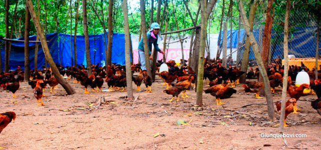 Hiệu quả mô hình nuôi Gà bằng Giun quế Hiệu quả mô hình nuôi Gà bằng Giun quế