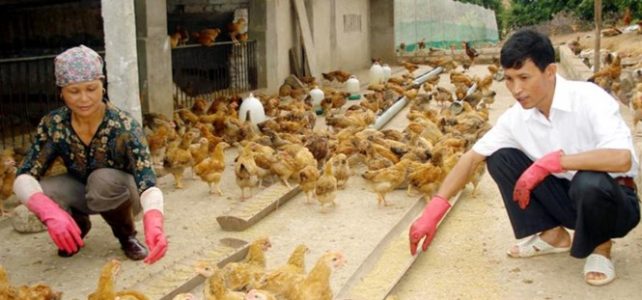 ‘Vua giun quế’ xứ Bắc ‘Vua giun quế’ xứ Bắc