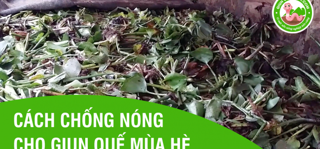 Cách chống nóng cho giun quế mùa hè ở Miền Bắc Cách chống nóng cho giun quế mùa hè ở Miền Bắc